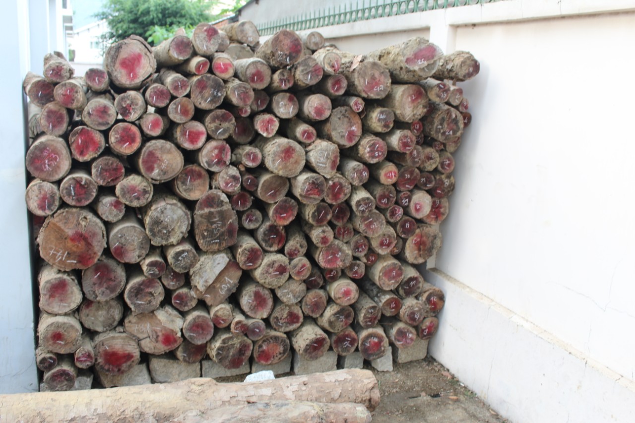 Khởi tố, điều tra vụ vi phạm khai thác rừng phòng hộ trái pháp luật xảy ra tại Ban quản lý rừng phòng hộ Xuân Lộc